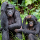 Bonobos